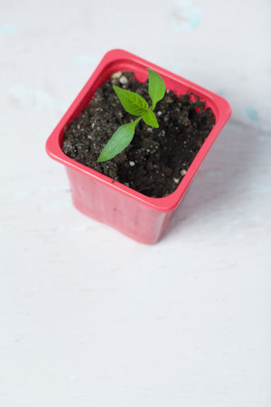 Growing seedlings in a plastic container. Green seedling sprouts. close-up.