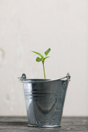 Growing seedlings in a miniature metal bucket. Green seedling sprouts. close-up.の写真素材