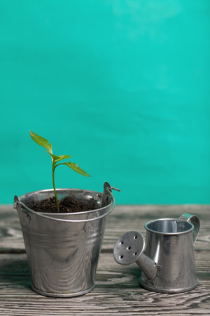 Growing seedlings in a miniature metal bucket. Next to it is a miniature watering can. Green seedling sprouts. close-up.の写真素材