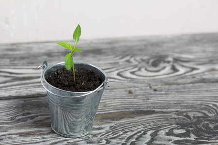 Growing seedlings in a miniature metal bucket. Green seedling sprouts. close-up.の写真素材