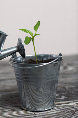 Growing seedlings in a miniature metal bucket. Next to it is a miniature watering can. Green seedling sprouts. close-up.の写真素材