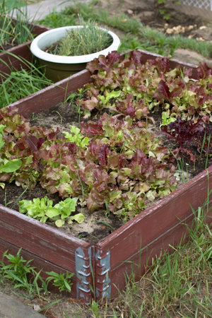 Beds with herbs and vegetables. Farming in the village.