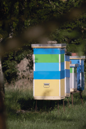Multicolored bee hives. Stand in rows in a village garden.の写真素材