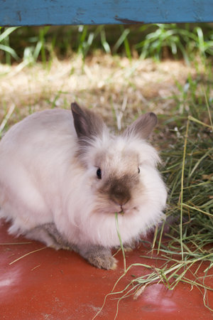 domestic rabbit. Sits on the ground near the grass.の写真素材