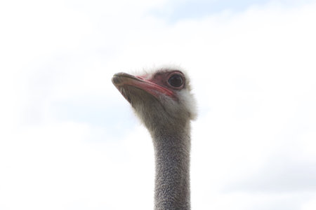 The head of an ostrich against the sky. close-up.の写真素材