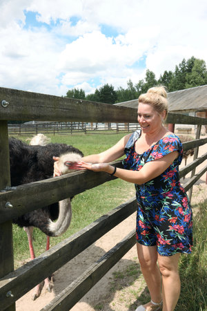 A woman feeds ostriches. Ostriches in a petting zoo. In a wooden cage.の写真素材