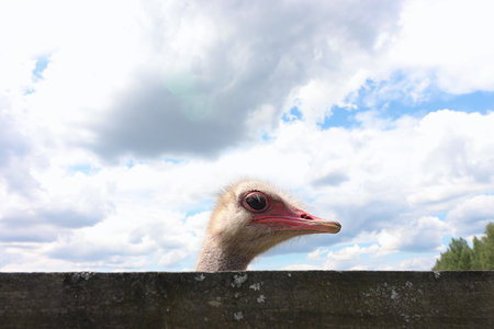 The head of an ostrich among the boards of a wooden fence. close-up.の写真素材