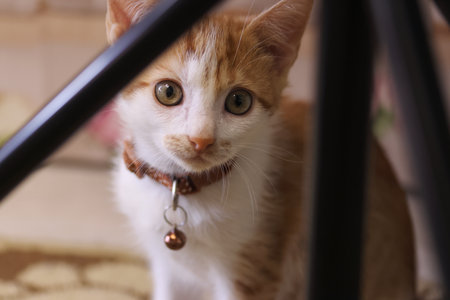 little kitty. The color of the kitten is red with white. Near the lighting rack. close-up.の写真素材