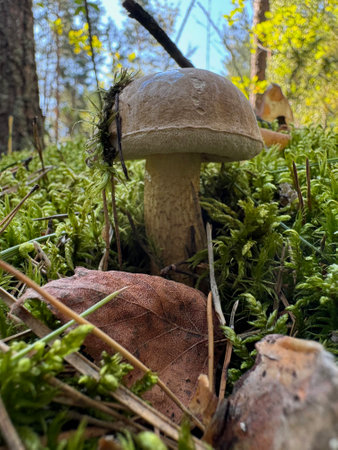 Bitter bolete. Grows in the forest. Shot at ground level. Close-up.