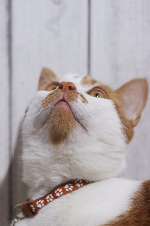 An orange and white cat looks cautiously upwards. Close-up of the cat face.