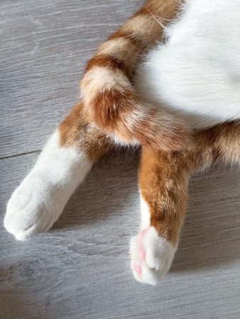 Close-up of the cat back legs and tail. An orange and white cat lies on its side. Close-up.の写真素材