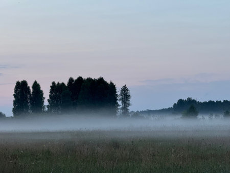 Fog in the field. Fog at dawn.の写真素材