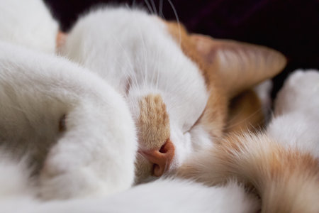 Sleeping cat. The face and paws of an orange cat. Close-up.の写真素材