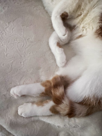 A red cat is sleeping on its side. Its paws and tail are visible.の写真素材