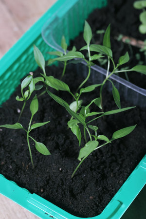 Seedlings of different plants. Young seedling sprouts. Green shoots in a pot with soil. High Angle Shot.の写真素材
