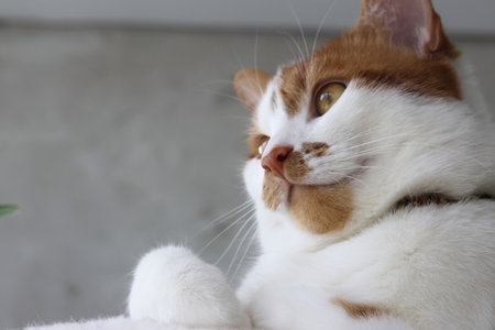 A ginger cat is sitting with a thoughtful look.の写真素材