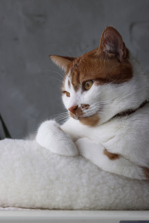 A ginger and white cat sitting in a bed with paws tuckedの写真素材