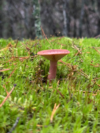 A Lactarius deliciosus growing in green moss. In a pine forest. Autumn mushroom foraging.の写真素材