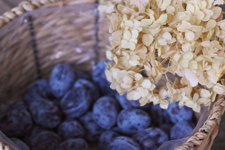 Blue plums in a woven basket. A dry hydrangea flower nearby. Close-up.の写真素材