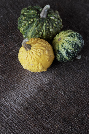 Three decorative green and yellow pumpkins arranged on a surface covered with wet coarse burlap.の写真素材