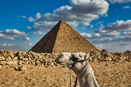 Camel holding pyramid on headの写真素材