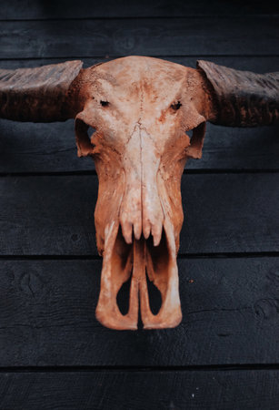 Longhorn Bull Skull closeup black wallの写真素材
