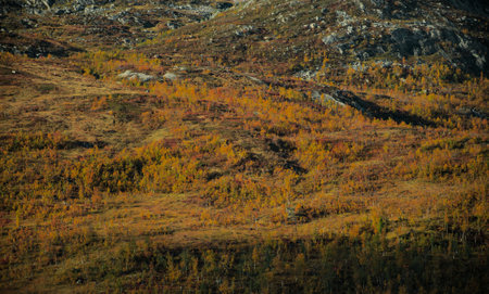 Telephoto shot of a forest woodlands of arctic northern scandinavia in a peak of autumn colorsの写真素材