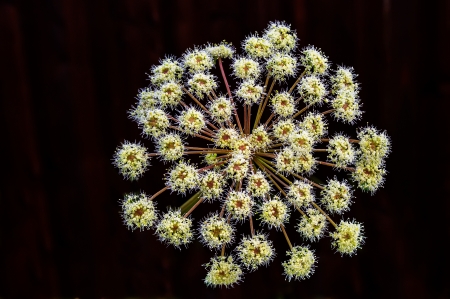 Meadow flowerの写真素材