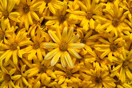 carpet of yellow flowersの写真素材