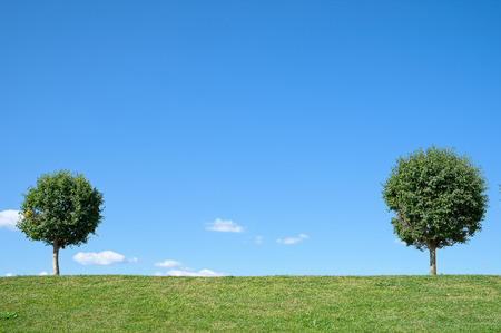 Summer Landscape