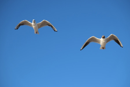Seagull fly and a blue skyの写真素材