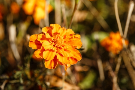 Autumn flower close-up shot in the woodsの写真素材