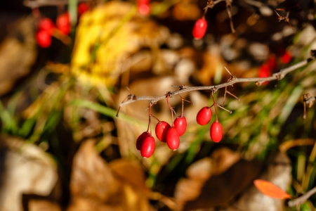 Berries and thorns in the autumn forest close-up shotの写真素材