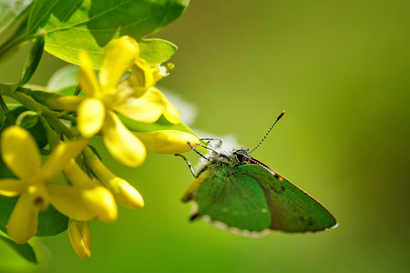 Butterfly sits on a branch close-up shot in the wild day