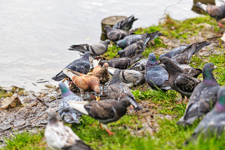 Wild doves pecking at food near the lake.