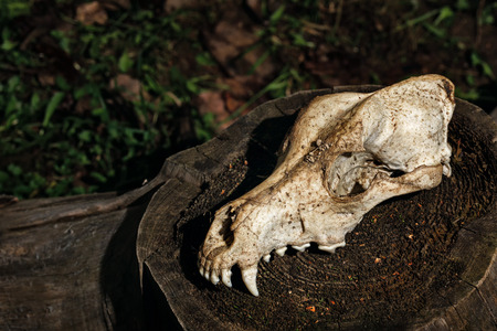 Canine skull close up. Background for Halloween. Anatomical model of the skull of a dog.の写真素材
