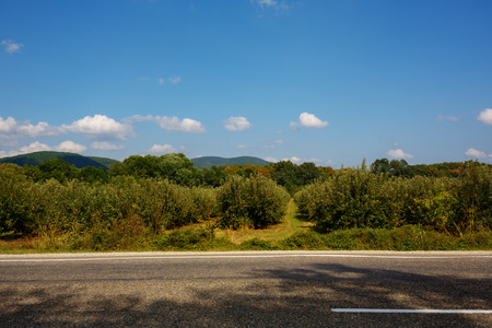 Summer landscape with road, trees, clouds and mountains. The concept of a road trip.の写真素材