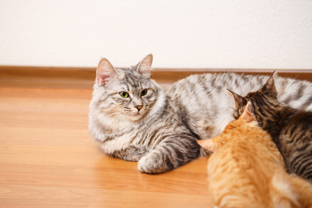 Kuril Bobtail cat feeding kittens.