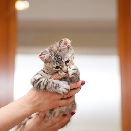 Kuril Bobtail gray kitten biting finger hostess.の写真素材
