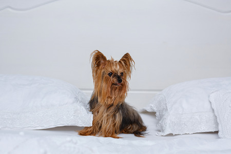 Yorkshire terrier sits on white sheets in bed mistress. Cute pets. Dog. Good morningの写真素材
