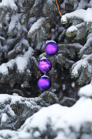 Purple balls as the Christmas decorations on the Christmas tree in the city park in the winter. Christmas mood.の写真素材