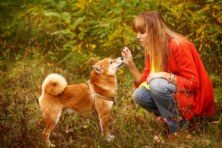 Girl plays with a dog Shiba Inu in autumn park. Pet. Pedigree dog. Funny animals and their owners. Riot of colors of nature. Outdoor Activities.の写真素材