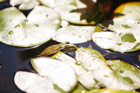 The frog hides in the pond among the water lilies. Close-up. wild natureの写真素材