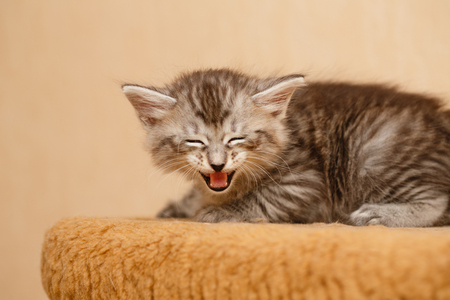 The cute little kitten is angry and hissing. Pets. Hypoallergenic breed of catsの写真素材