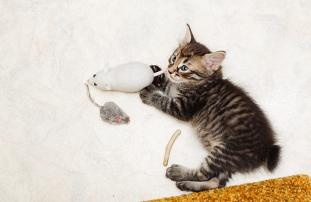 Lovely fluffy kitten and his toys. Pets. Hypoallergenic breed of catsの写真素材