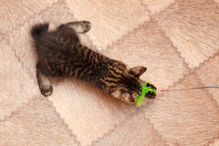 Lovely little kitten Bobtail plays with a toy. View from above. Pets. Hypoallergenic cat breed. Portrait of a striped and furry cat.の写真素材