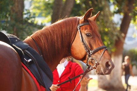 The girl jockey checks the harness of the horse before dressage. A pedigree horse for equestrian sport.の写真素材