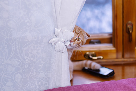 A cute little red kitten hides behind a curtain on the windowsill.の写真素材