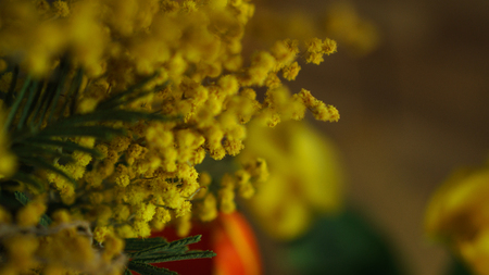 Yellow mimosa close-up. Floral background. Spring moodの写真素材