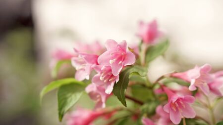 Abstract flower background. Flowers made with color filters. Toned image. Space for textの写真素材